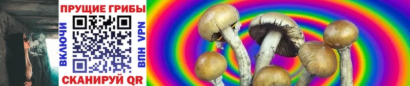 Купить где  Сурск  Галлюциногенные грибы Psilocybine cubensis 